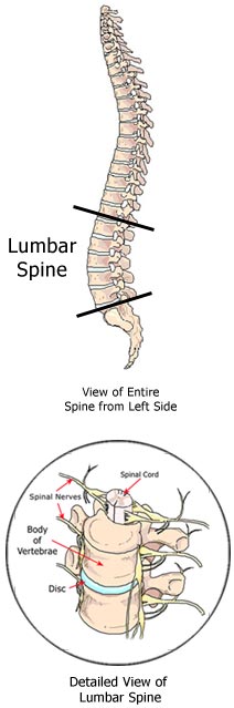 Anatomy of the Low Back