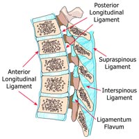 Ligaments in Low Back