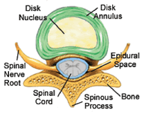 normal disc